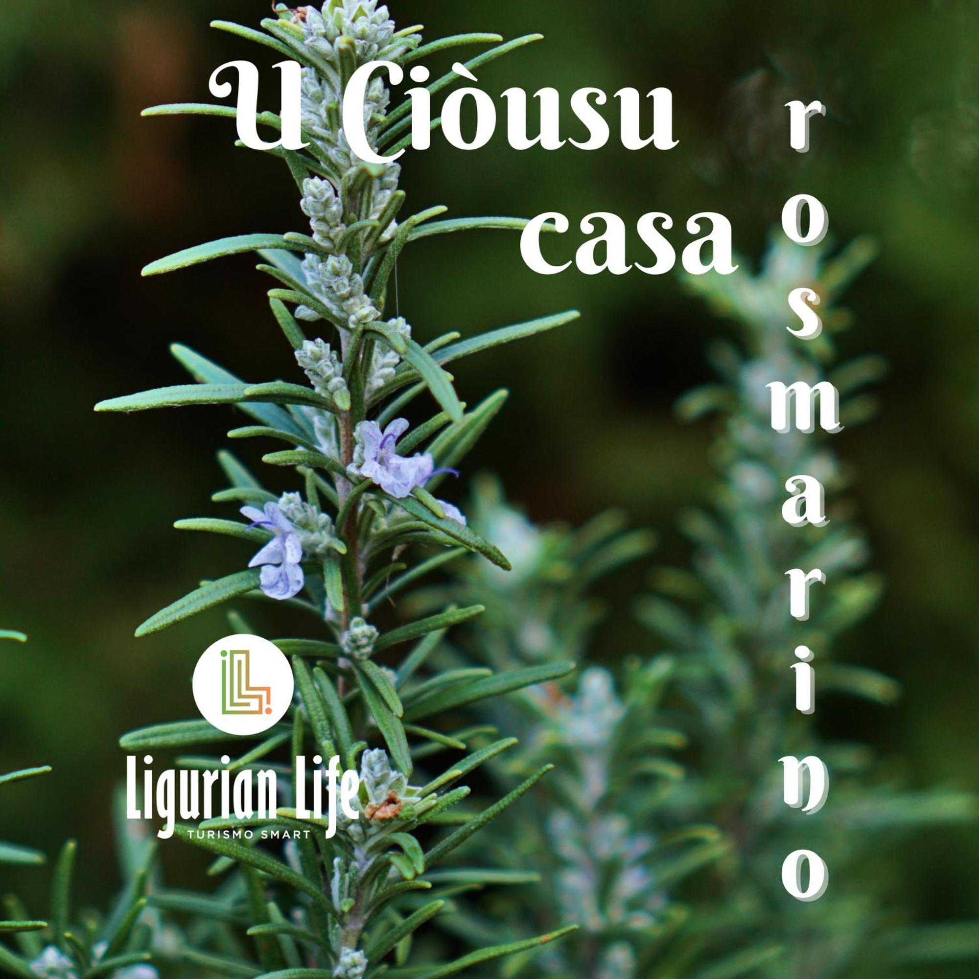 U Ciousu By Ligurian Life Appartamenti In Agriturismo Vallebona Rom bilde